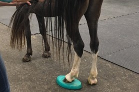 CERP Kurs in Melbourne, Australien, Februar 2020