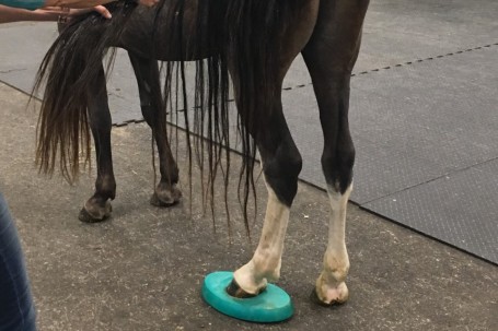 CERP Course in Melbourne, Australia, February 2020