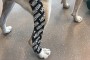 RockTape Canine Taping (ONLINE Module)