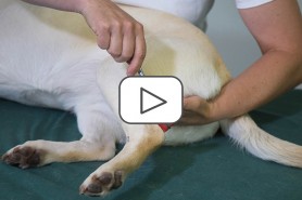 Canine Osteoarthritis Management - Einführung