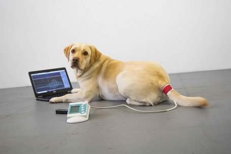 Blood pressure measurement and pulse wave analysis with HDO